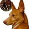 Podenco